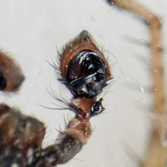 Xysticus ephippiatus