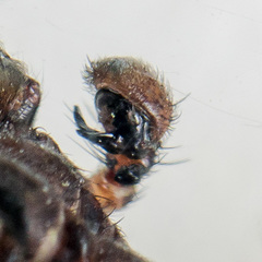 Xysticus ephippiatus