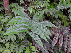 Pteris amoena