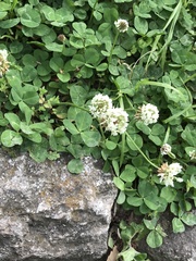 Trifolium repens