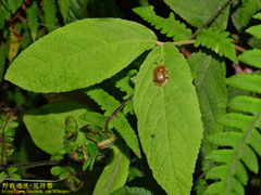Basiprionota angusta