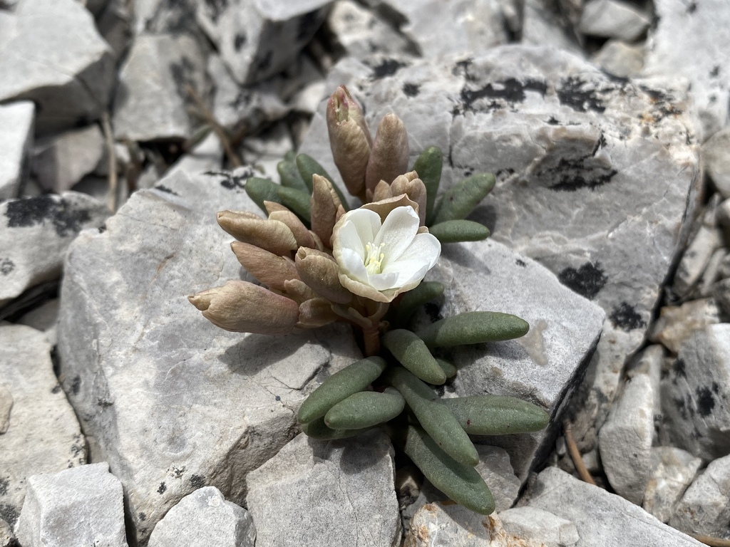 Maguire's Lewisia