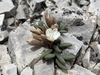 Maguire's Lewisia - Photo (c) Matt Berger, some rights reserved (CC BY), uploaded by Matt Berger