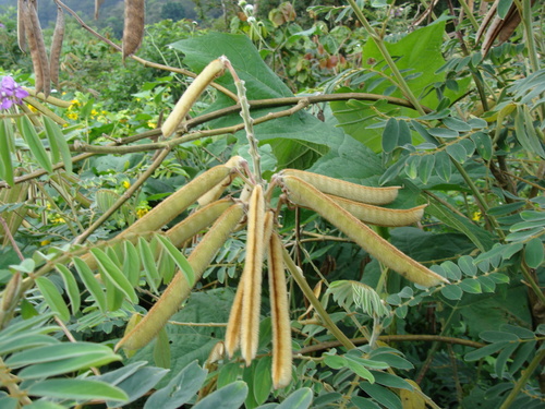 Tephrosia vogelii, photograph 3