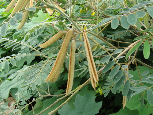 Tephrosia vogelii, photograph 5