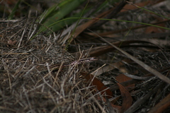 Ctenotus labillardieri