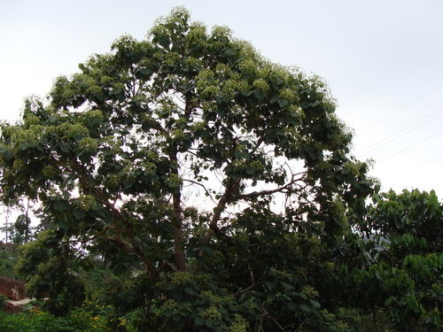 Heliocarpus terebinthinaceus, photograph 2