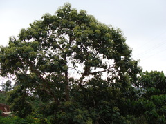 Heliocarpus terebinthinaceus, photograph (c) Alexis López Hernández, some rights reserved (CC BY)