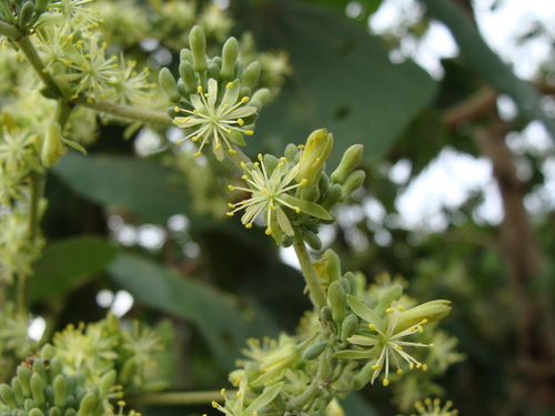 Heliocarpus terebinthinaceus, photograph 6