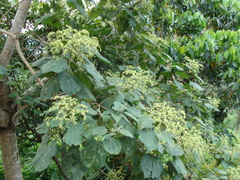 Heliocarpus terebinthinaceus, photograph (c) Alexis López Hernández, some rights reserved (CC BY)