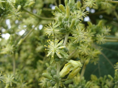Heliocarpus terebinthinaceus, photograph (c) Alexis López Hernández, some rights reserved (CC BY)