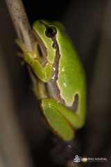 Hyla molleri