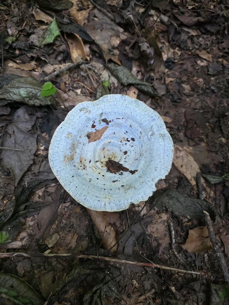 indigo milk cap · July 2026 · photo: Photo: (c) Chris Zarzar, some rights reserved (CC BY) · iNaturalist
