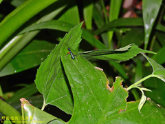 Neocollyris