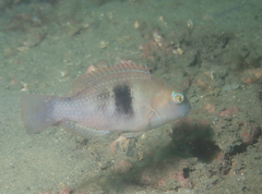 Choerodon cephalotes