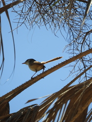 Malurus melanocephalus