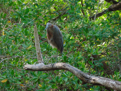 Reddish Egret (Egretta rufescens)