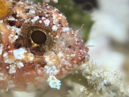 Tassled scorpionfish (Scorpaenopsis cotticeps) — Scorpaenidae — 4