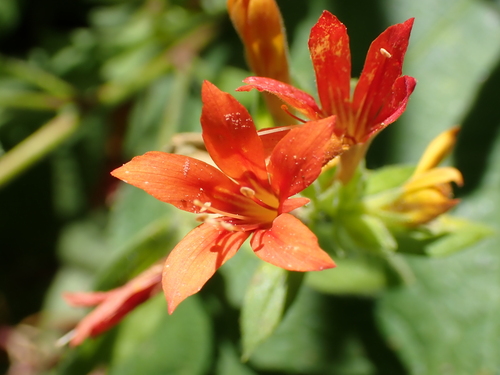 Collomia rawsoniana