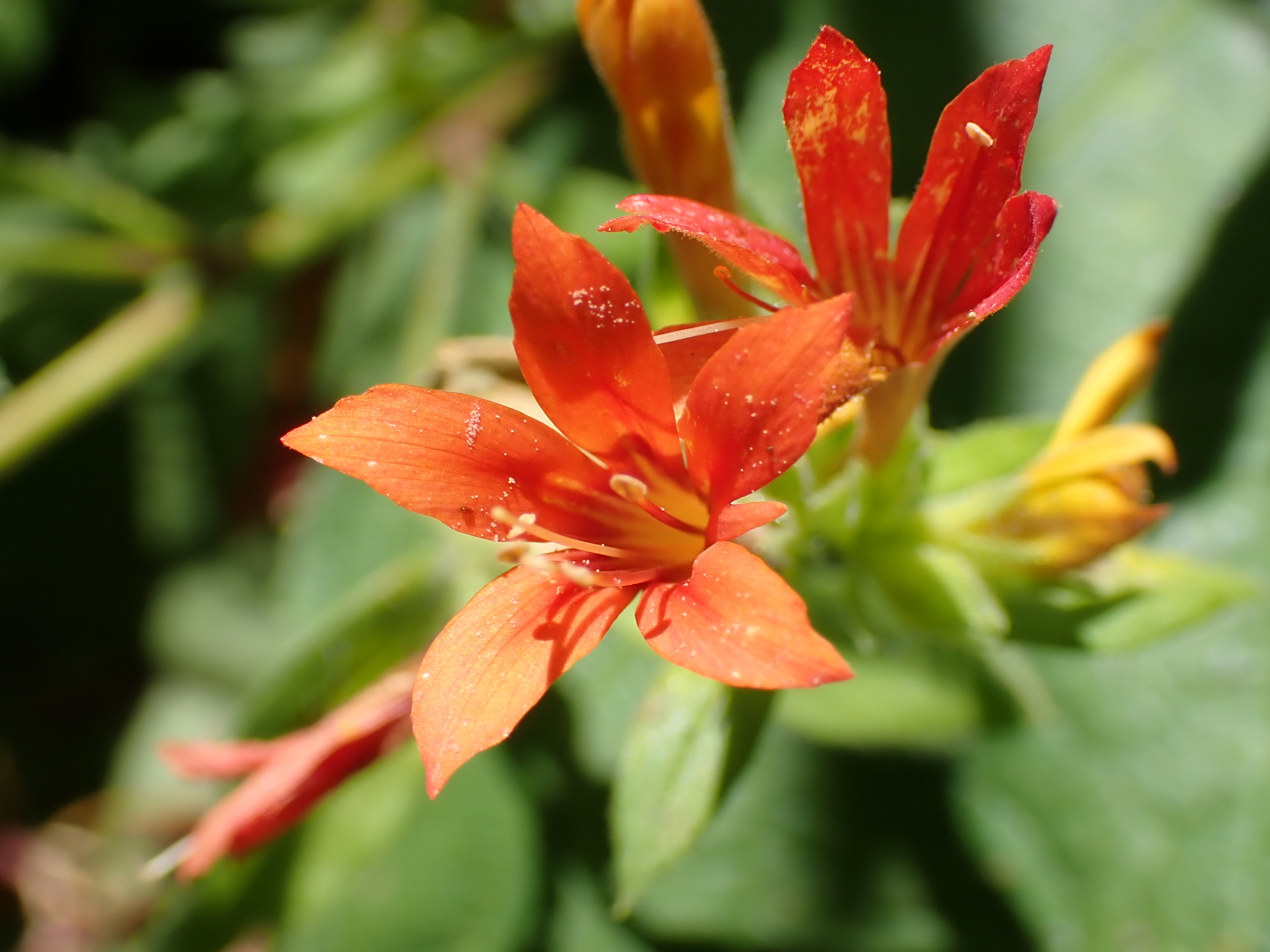 Collomia rawsoniana