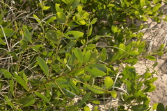 Acacia longifolia sophorae