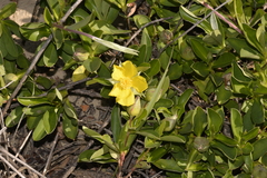 Hibbertia scandens