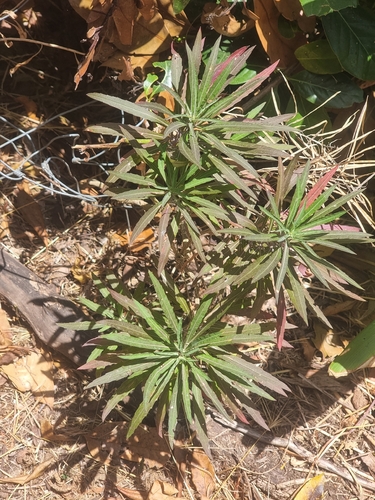 Erysimum bicolor