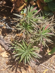 Erysimum bicolor