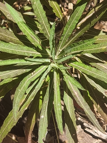 Erysimum bicolor, photograph 2