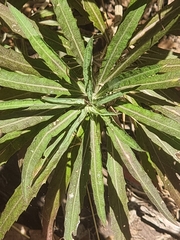 Erysimum bicolor, photograph (c) Vítor Jorge, some rights reserved (CC BY)
