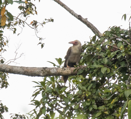 Corvus tristis observed 2026-06-19
