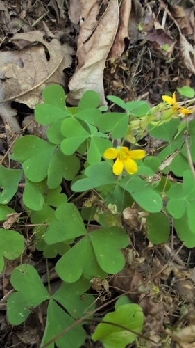 Oxalis suksdorfii, photograph 6