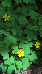 Oxalis suksdorfii, photograph (c) Conquest, some rights reserved (CC BY)