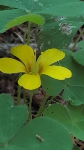 Oxalis suksdorfii, photograph 4