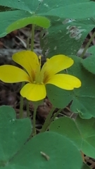 Oxalis suksdorfii, photograph (c) Conquest, some rights reserved (CC BY)