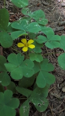 Oxalis suksdorfii, photograph (c) Conquest, some rights reserved (CC BY)