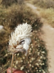 Dendryphantes