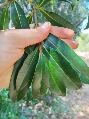 Calophyllum caledonicum observed 2026-08-01