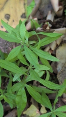 Moehringia macrophylla