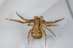 Xysticus ephippiatus