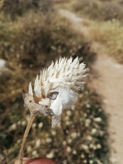 Dendryphantes