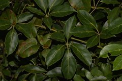 Cissus sterculiifolia