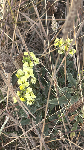 Erysimum concinnum, photograph 2