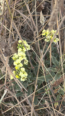 Erysimum concinnum, photograph (c) nebrooks, some rights reserved (CC BY)