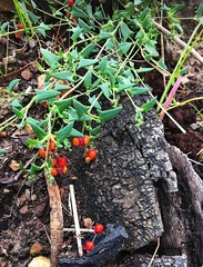 Chenopodium nutans nutans