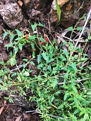 Chenopodium nutans nutans
