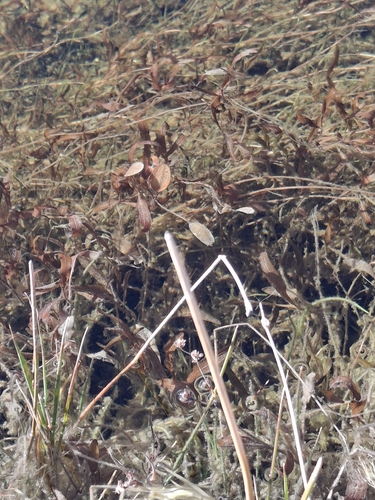 Potamogeton cheesemanii, photograph 4