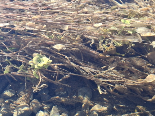 Potamogeton cheesemanii, photograph 5