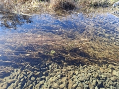 Potamogeton cheesemanii, photograph (c) Mel Whiting, some rights reserved (CC BY)