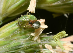 Phycosoma oecobioides